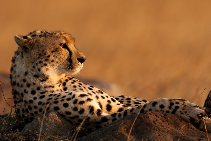 Cheetah resting on rocks in the savanna