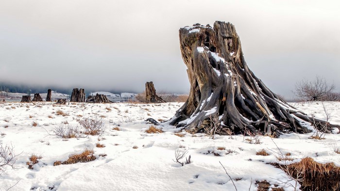 Tree stumps in a snowy landscape under an overcast sky