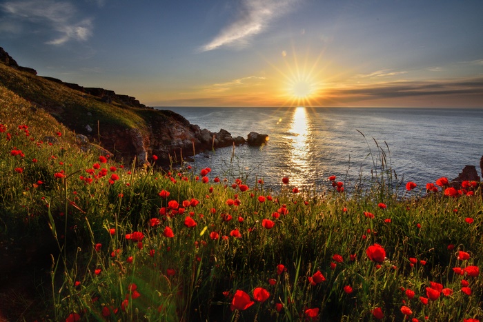 Red Poppy Flowers on Ocean Coastline at Sunset 4K