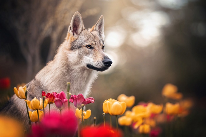 Wolf in a field of tulips