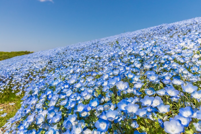 Field of Blue Nemophila Flowers in Bloom