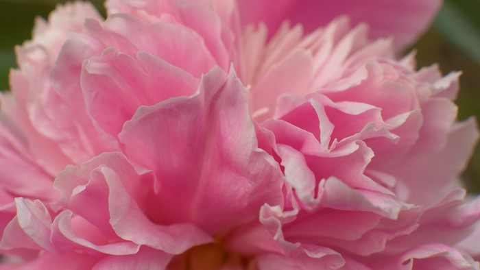 4K Pink Peony Macro