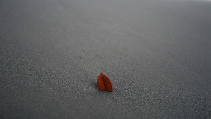 A single fallen leaf on dark sand