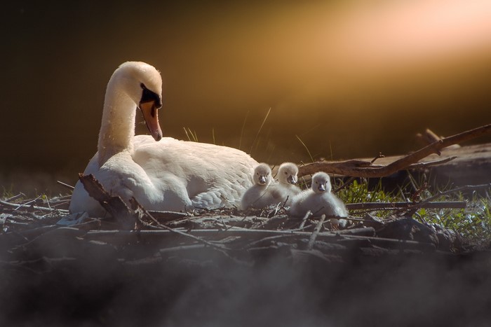 Swan with Three Baby Cygnets in Nest
