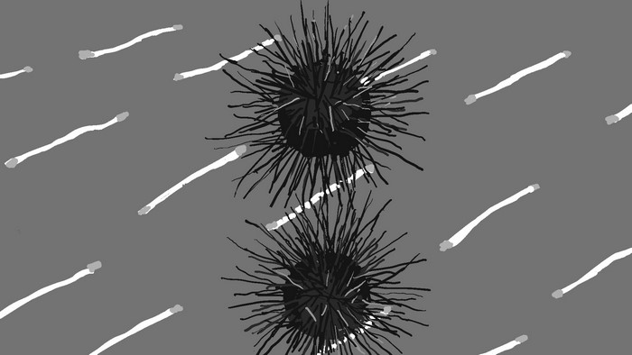 Abstract artwork of sea urchins and lines