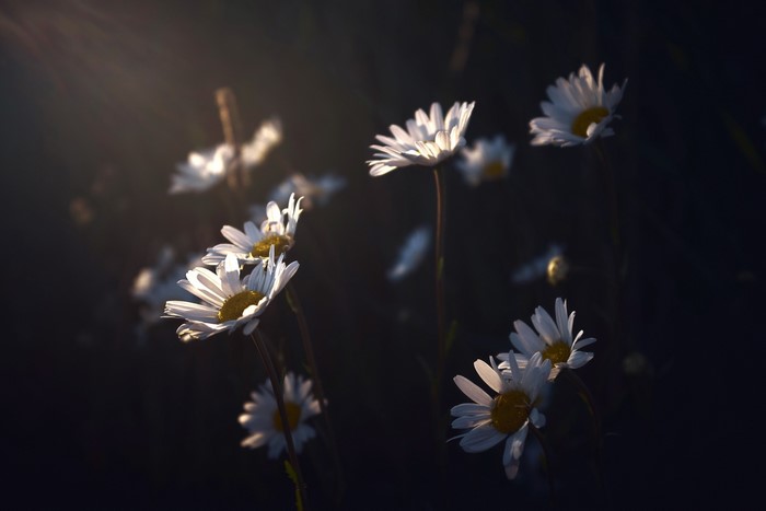 White daisies in dark lighting