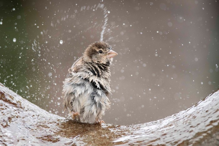 Sparrow bathing in water with splashes
