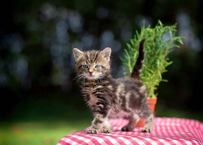 Tabby kitten standing on a red and white checkered tablecloth