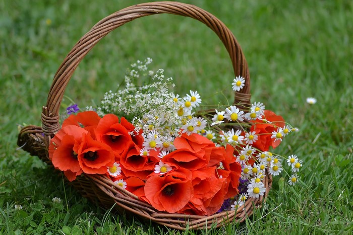 Basket of poppies and daisies on grass