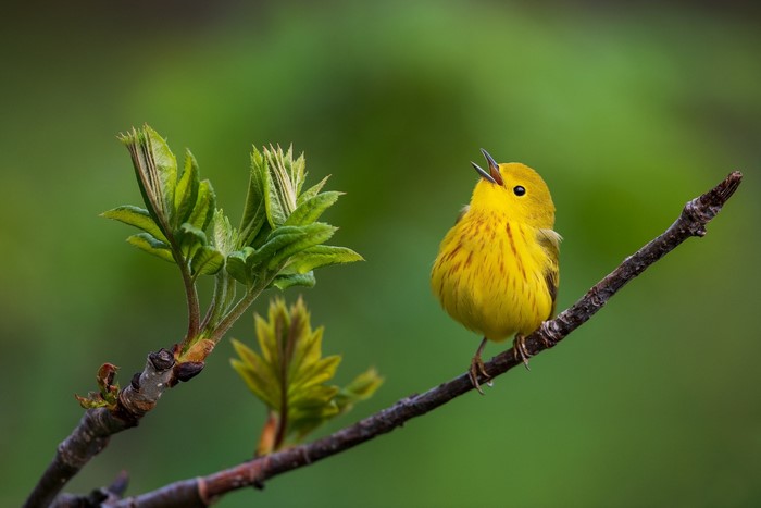 Yellow bird singing on a branch with new leaves