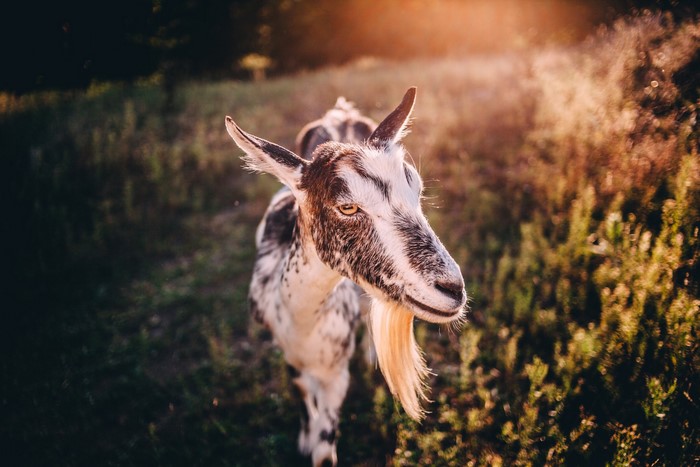 A goat with a beard stands in a field