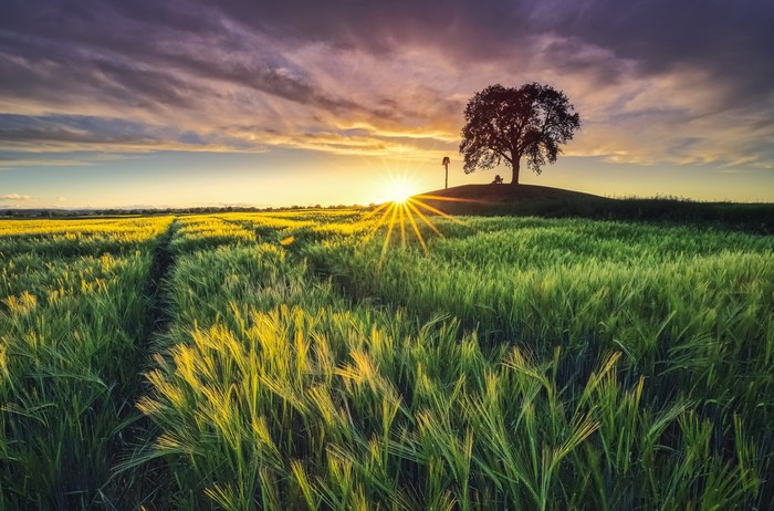 Sunset over a green field with a lone tree on a hill