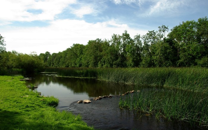 River flowing through a green landscape with trees