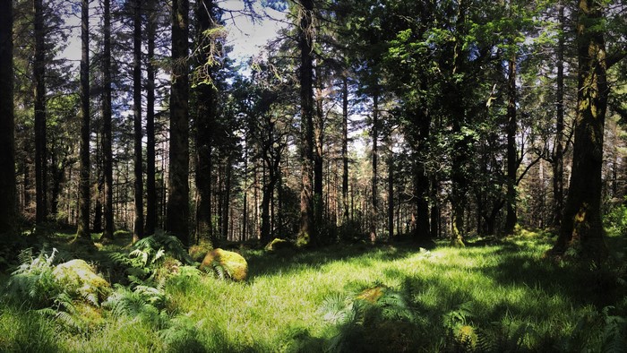 4K forest landscape with sunlit grass and ferns