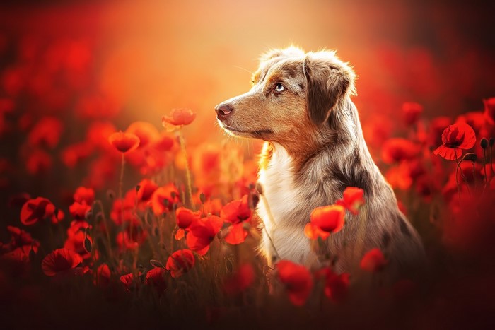 Dog in a field of red poppies