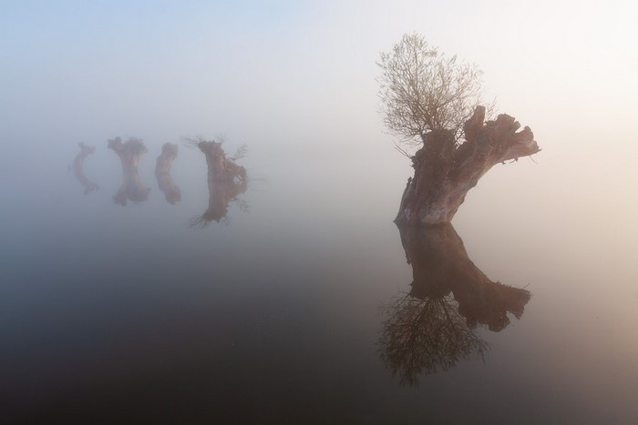Trees in mist reflected in calm water