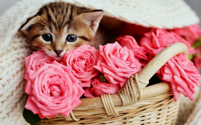 Cute kitten peeking from a knitted blanket with pink roses in a basket