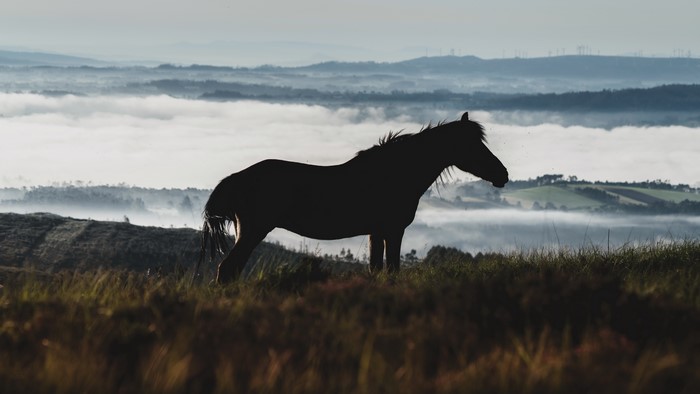 4K horse in the outdoors