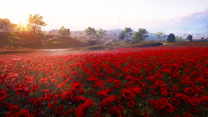 Field of Red Poppies with Sunburst
