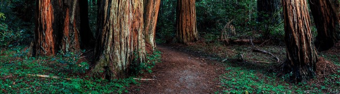 4K ultrawide view of redwood trees in a forest
