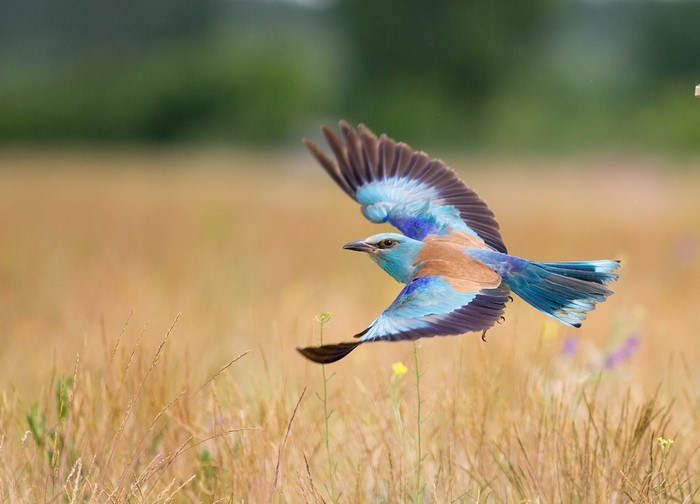 European roller bird in flight over a field