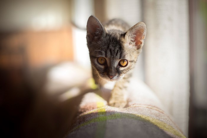 A tabby kitten walks on a blanket near a window