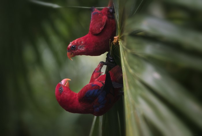 Two red parrots hanging upside down on a leaf
