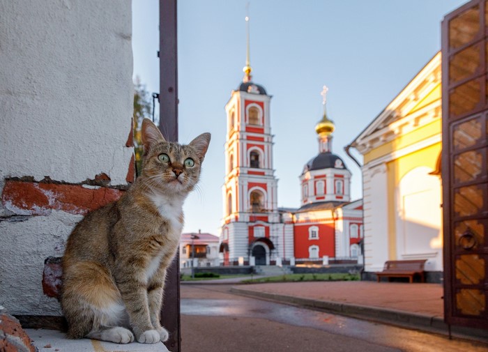 Cat sitting near a church building