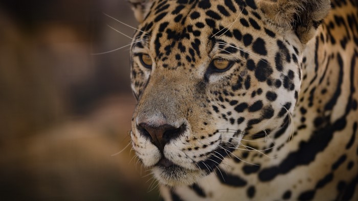 Close-up of a Jaguar's Face