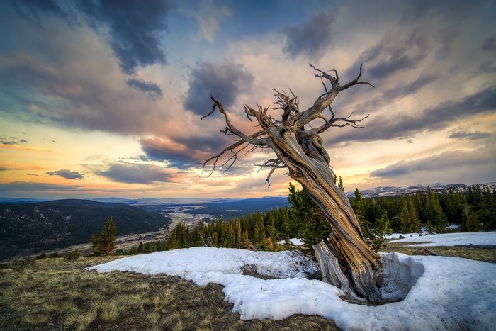 Dead tree on a snowy mountain overlooking a valley at sunset