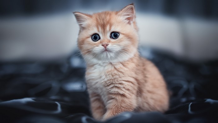 A fluffy orange kitten with big blue eyes