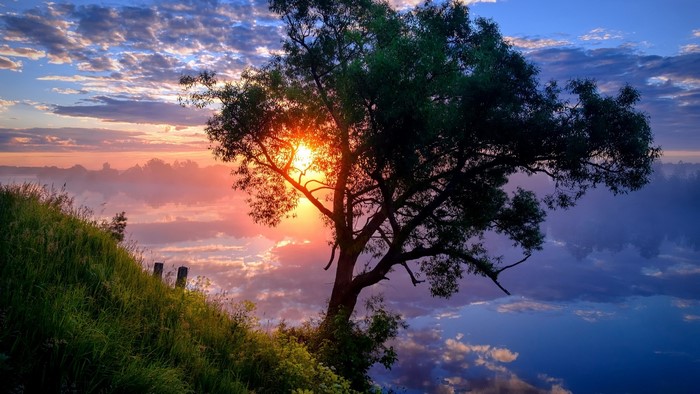 Sunrise over a misty river with a lone tree