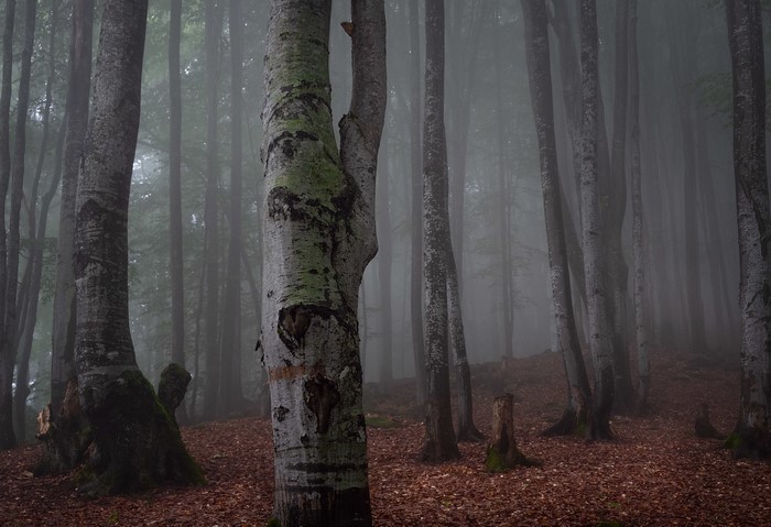 Misty forest with tall trees and fallen leaves