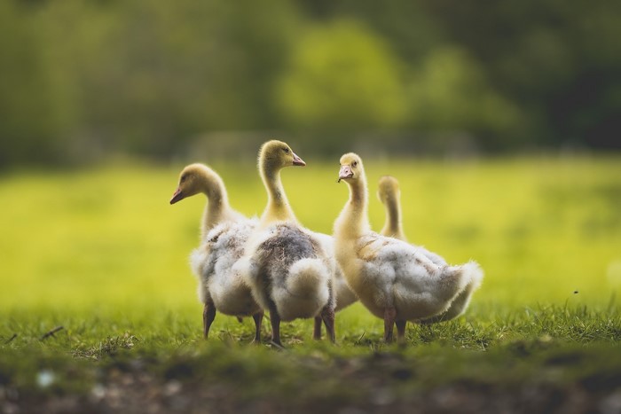 Four goslings standing on grass