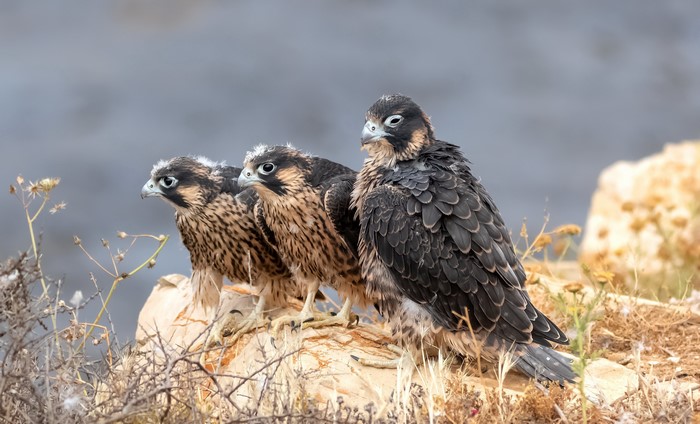 Three young falcons perched on rocks