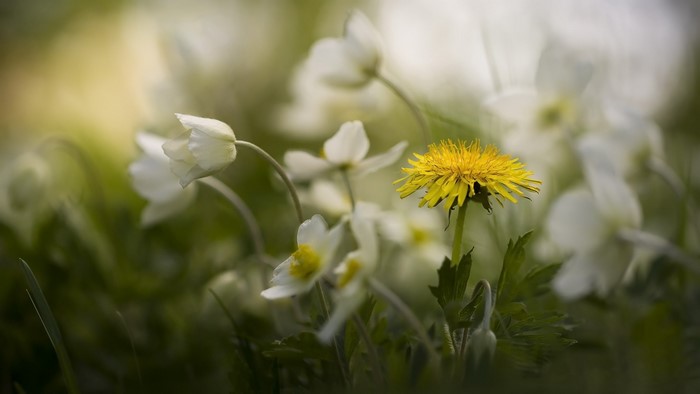 Yellow dandelion among white anemone flowers