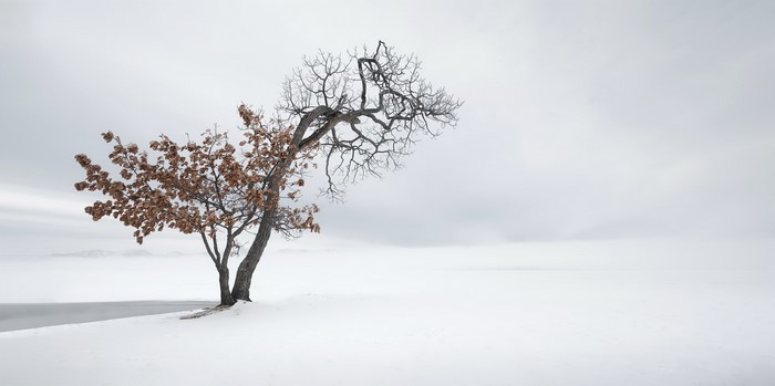 A lone tree in a snowy landscape