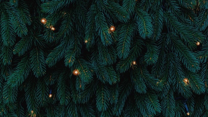 Close-up of Christmas tree branches with lights