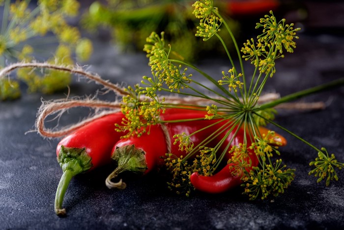 Red chili peppers and dill flowers tied with twine