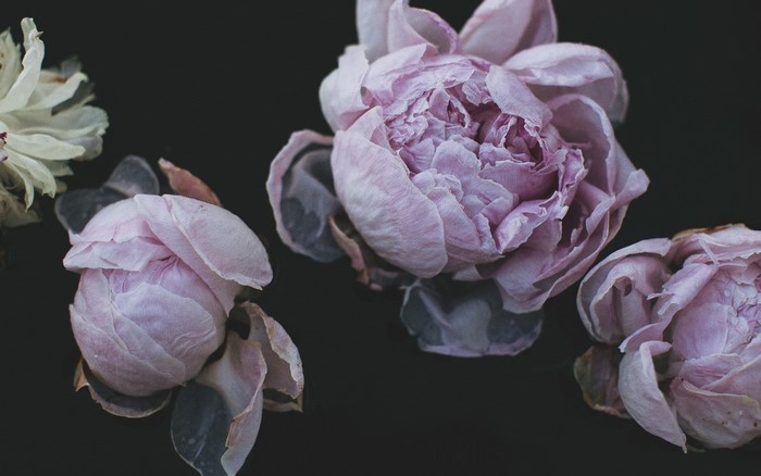 Pink Peonies on Black Background