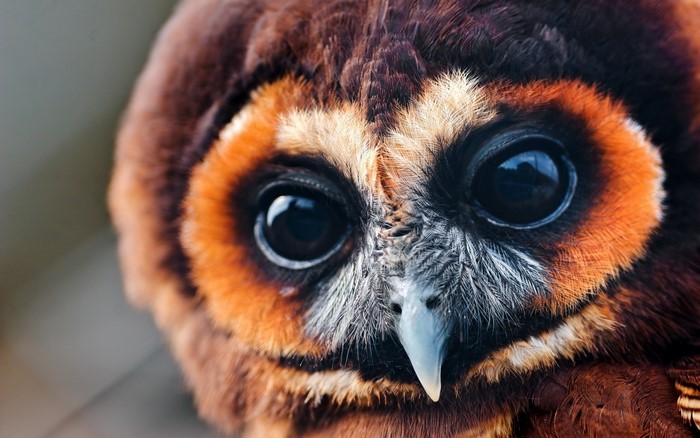 Close-up of a brown owl's face with large eyes