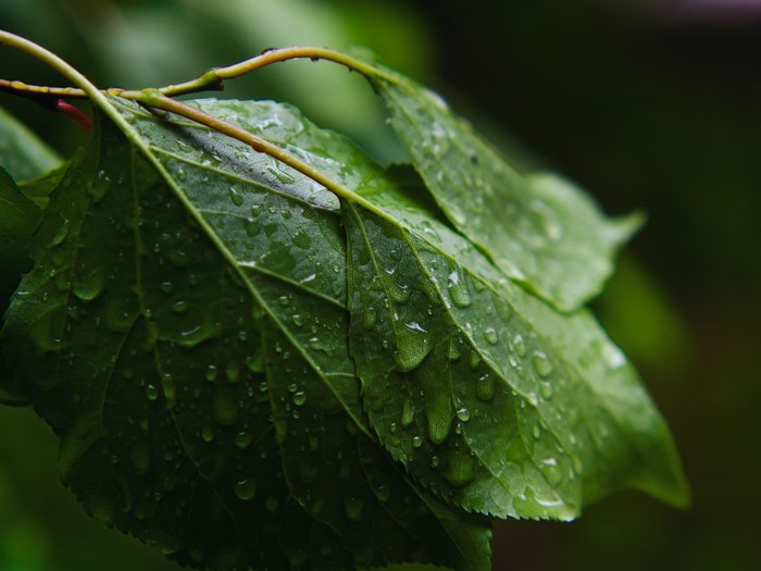Water Drops on Green Leaves
