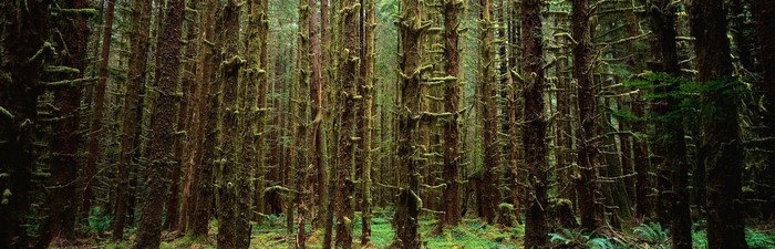 Moss-covered trees in a dense forest