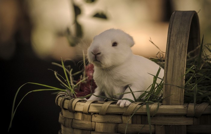 White baby rabbit in a basket with grass