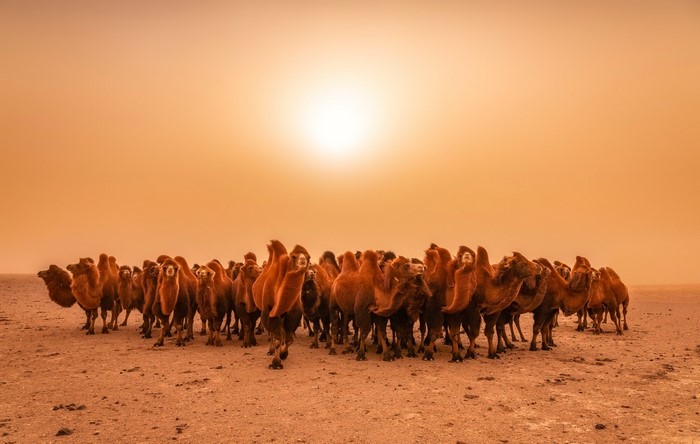 A herd of camels in a desert at sunset