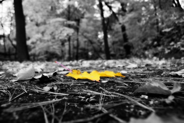 Yellow leaves on the forest floor, selective coloring
