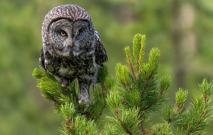 Great Grey Owl perched on a pine branch