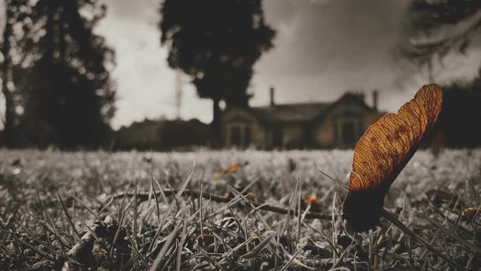 Selective coloring of a maple seed on grass with a house in the background