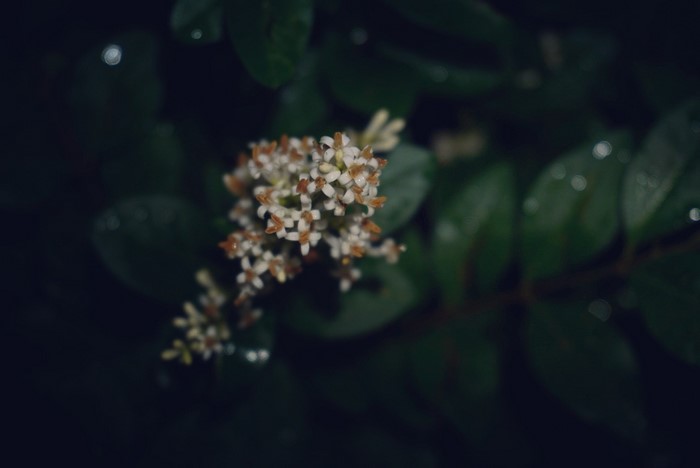Tiny white flowers on a dark background