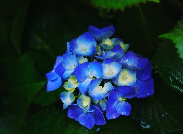 Close-up of a blue hydrangea flower with green leaves